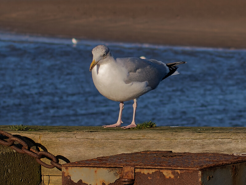 Seagull perched on rusted metal with blue water in soft-focus background.