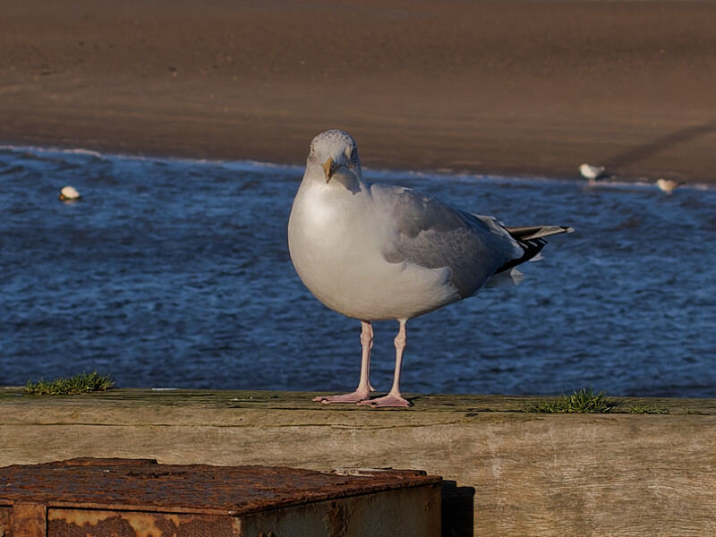 Seagull standing on sandy beach with blue water and wooden pier in background.