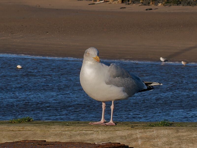 Seagull standing on sandy beach with ocean and distant structures behind it.
