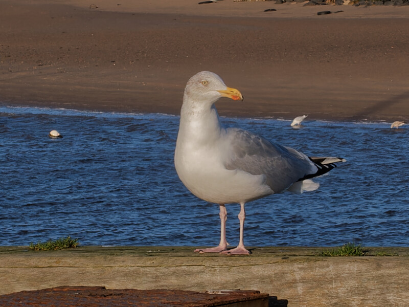 Seagull standing on sandy beach beside blue ocean water.