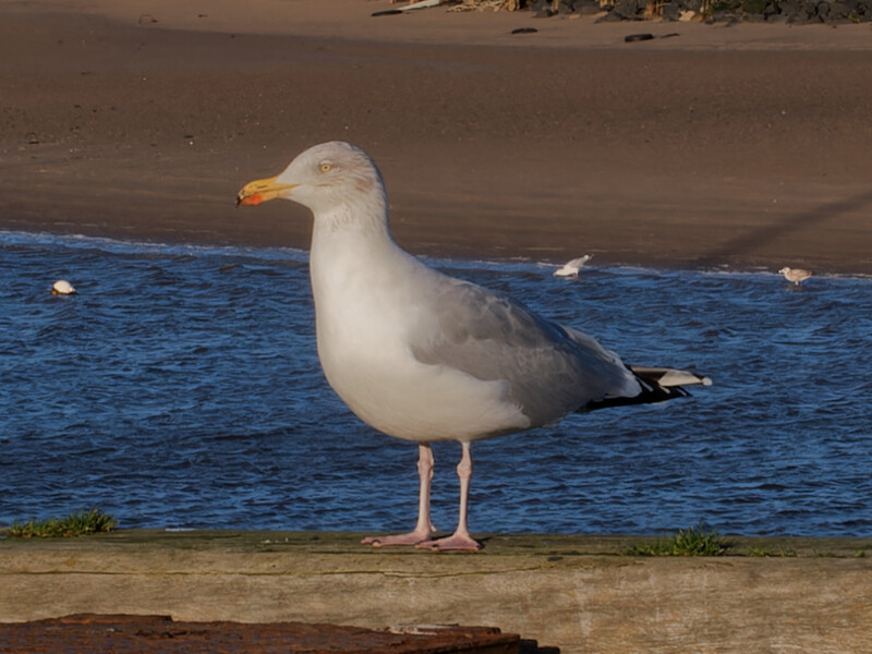 Seagull standing on sandy beach with ocean and blurred background.