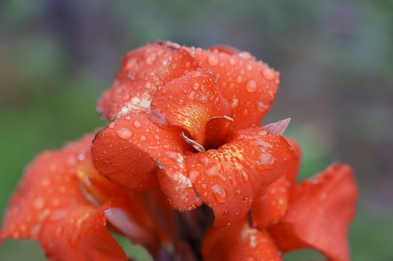 Red flower with multiple petals covered in water droplets against a blurred green background.