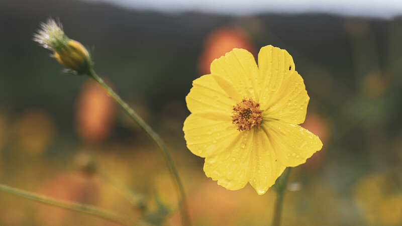 Yellow flower in sharp focus with blurred buds and warm-toned background.