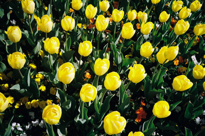 Bright yellow tulips in full bloom densely planted in a garden bed with green stems and foliage.