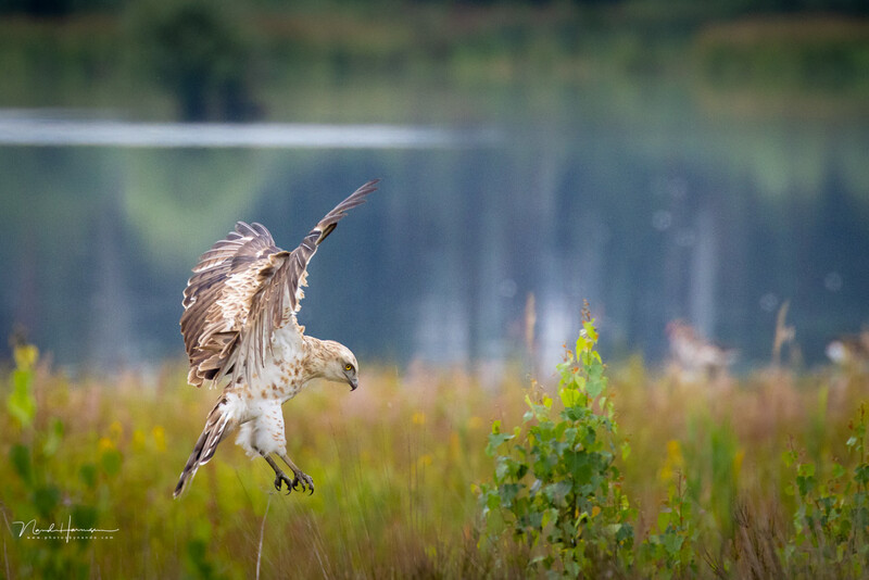 A snake eagle capturing a prey. This requires a fast shutter speed. I used 1/2000s and the camera chose the aperture. It needed to raise the ISO to 2000 in order to reach the proper exposure because the largest aperture was a limited to f/8