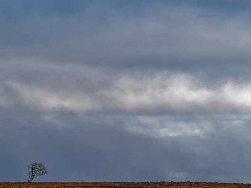 Solitary bare tree on a flat, brown horizon beneath a dramatic cloudy sky.