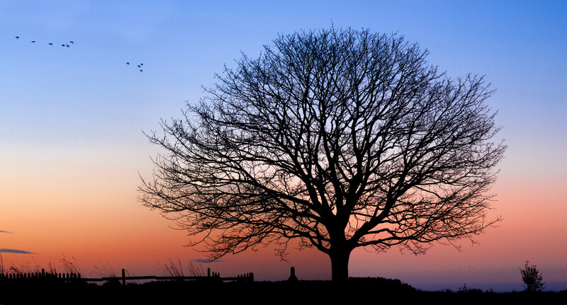 Silhouetted bare tree against a vibrant sunset sky with orange and pink gradients.