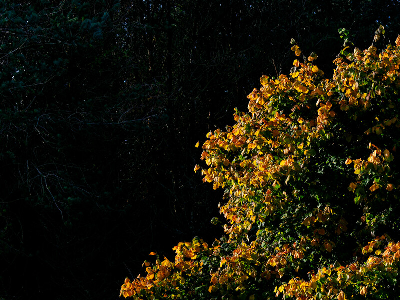 Golden autumn foliage illuminated against a dark forest backdrop.