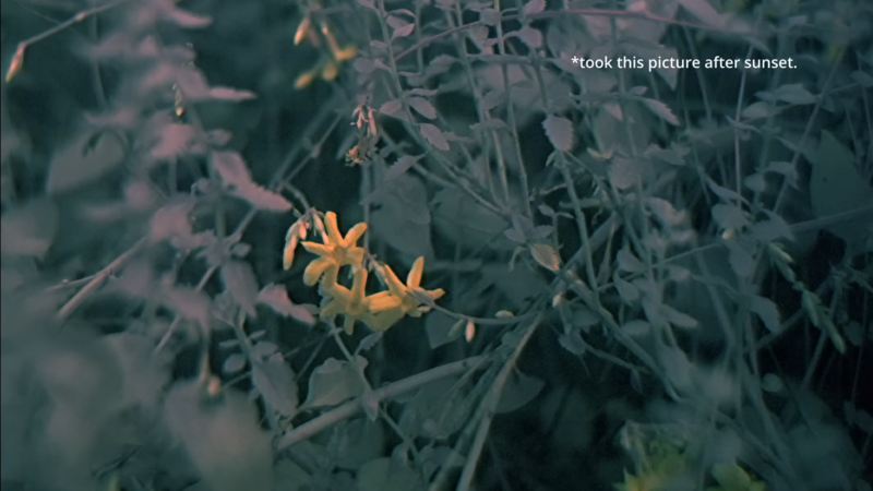 Example of 489MP scanner camera in action - flowers