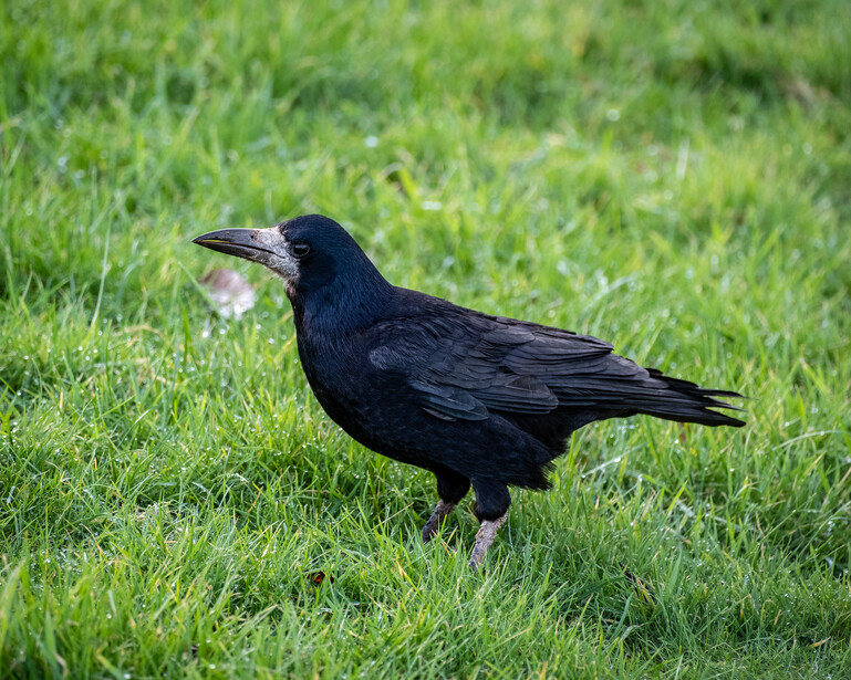 All-black crow or raven standing on grass, photographed at ground level.