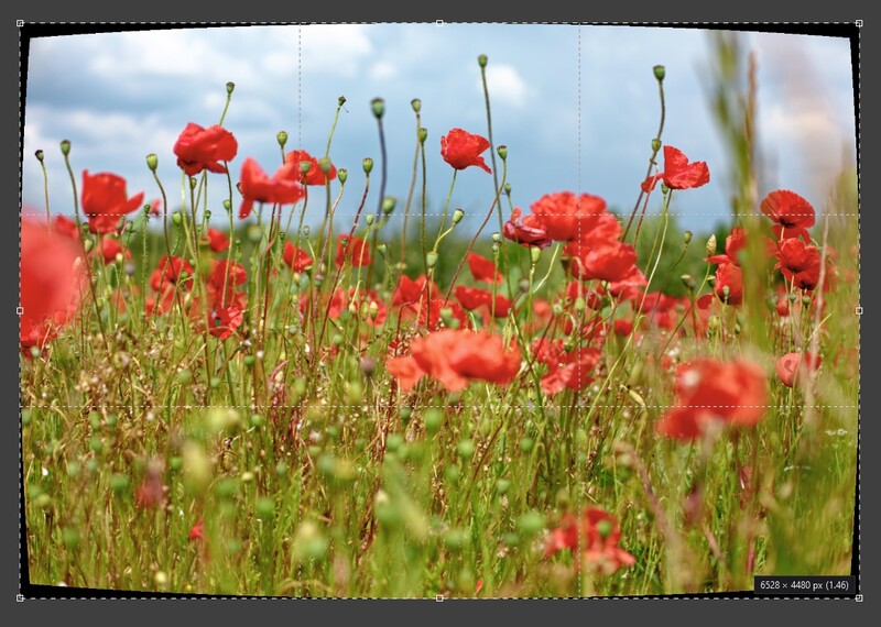 Red poppies in full bloom across a green field under a partly cloudy sky.