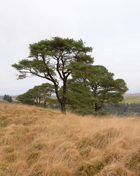 Acacia tree with spreading canopy standing in dry grassland under overcast sky.