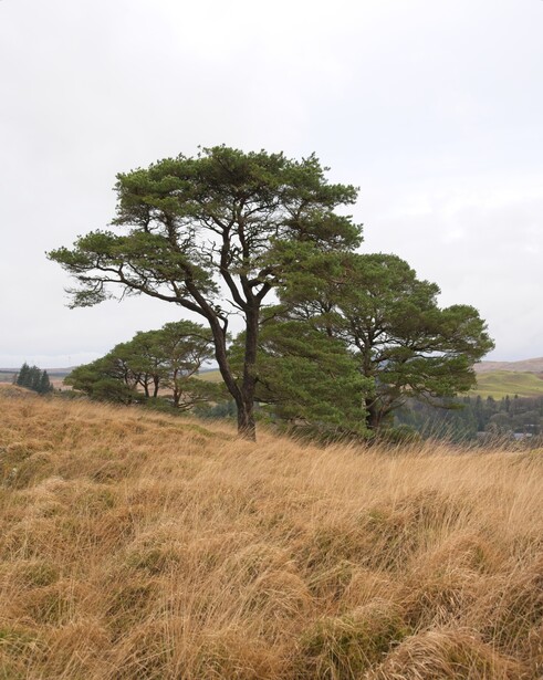 Solitary acacia tree with spreading canopy in dry grassland savanna landscape.