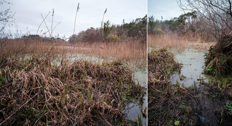 Wetland landscape with dead reeds and shallow water in winter, divided into two compositional views.