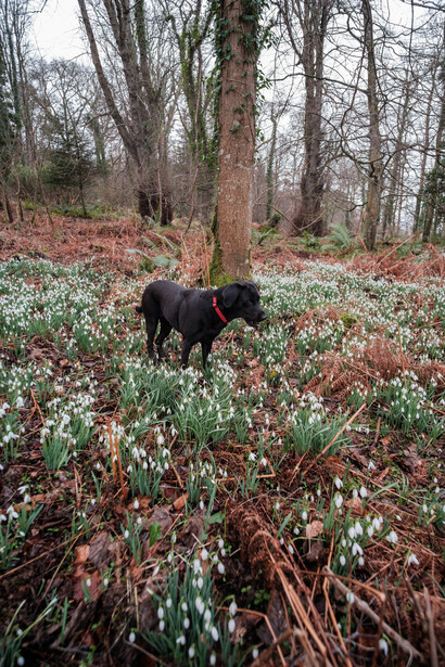 Black dog walking through a forest floor carpeted with small white flowering plants and brown leaf litter.
