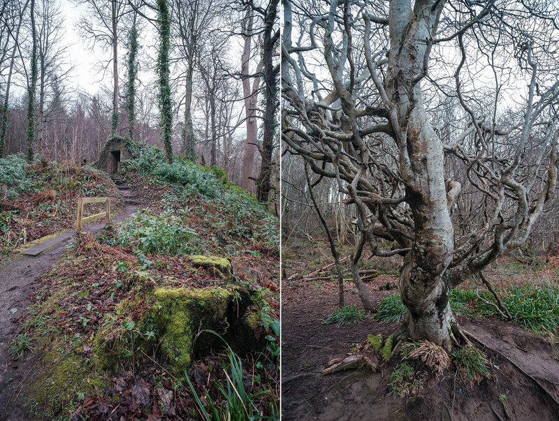 Split-screen comparison of a woodland path and gnarled tree trunk covered in moss.