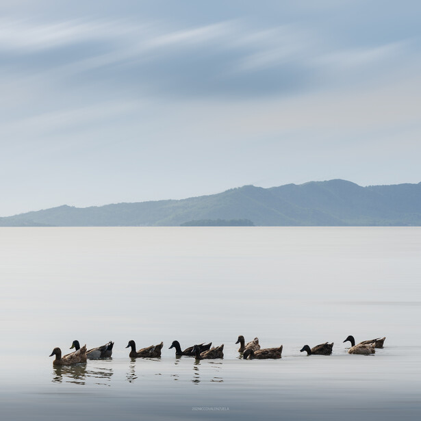 A line of ducks swimming in still water with snow-covered mountains in the background.
