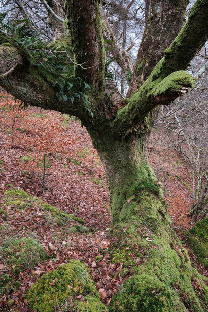Ancient tree trunk with thick moss coating splits into two main branches in a woodland setting.