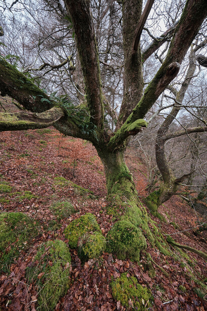 Ancient tree with thick moss-covered trunk standing in woodland with bare branches and brown leaf litter.