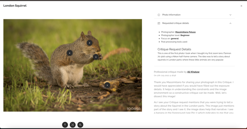 Three young London squirrels on a log with blurred green foliage background.