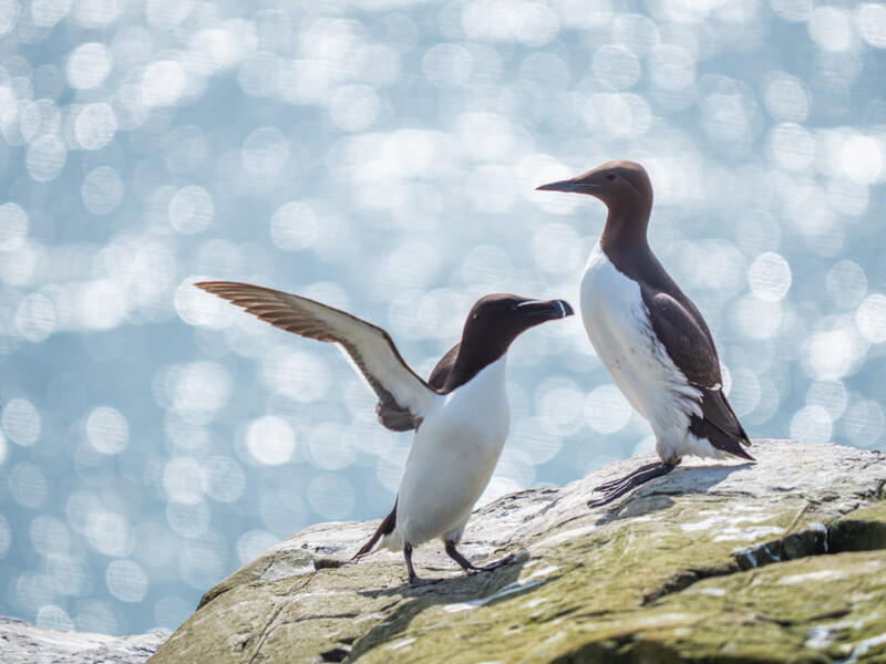 Two auks with dark plumage and white underparts perched on a moss-covered rocky outcrop overlooking water.