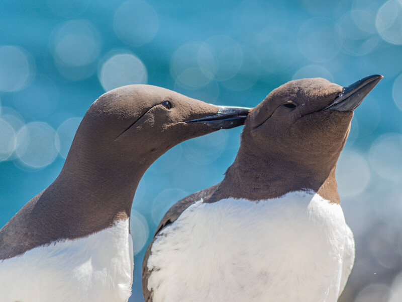 Two seabirds with brown heads and white breasts face each other against a blurred blue ocean background.