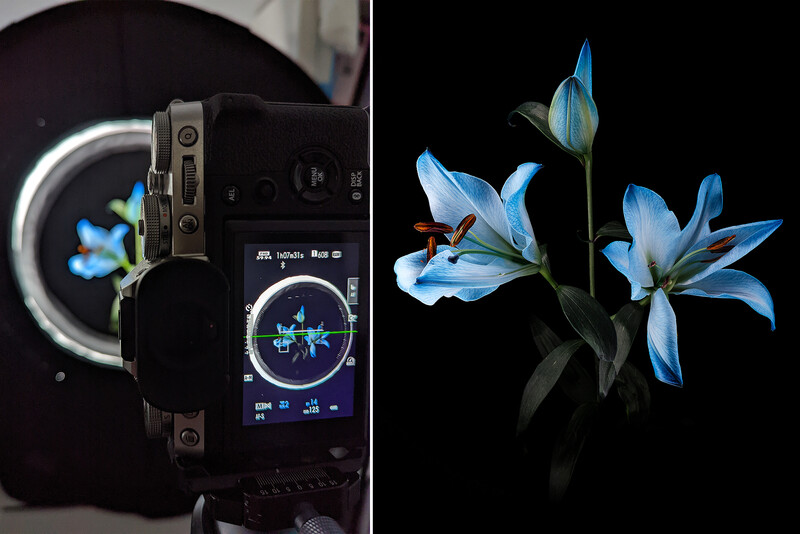 Split-screen comparison of camera LCD screen displaying flower image and macro photograph of blue flowers with red insect.