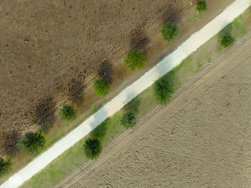 Aerial view of a white road dividing agricultural fields with scattered green trees along the boundary.