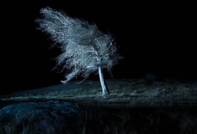 Solitary windswept tree illuminated against a dark night sky, with long exposure light painting creating ethereal streaks.