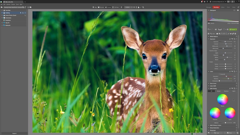 Young whitetail deer fawn standing in tall green grass and wildflowers, looking directly at camera.