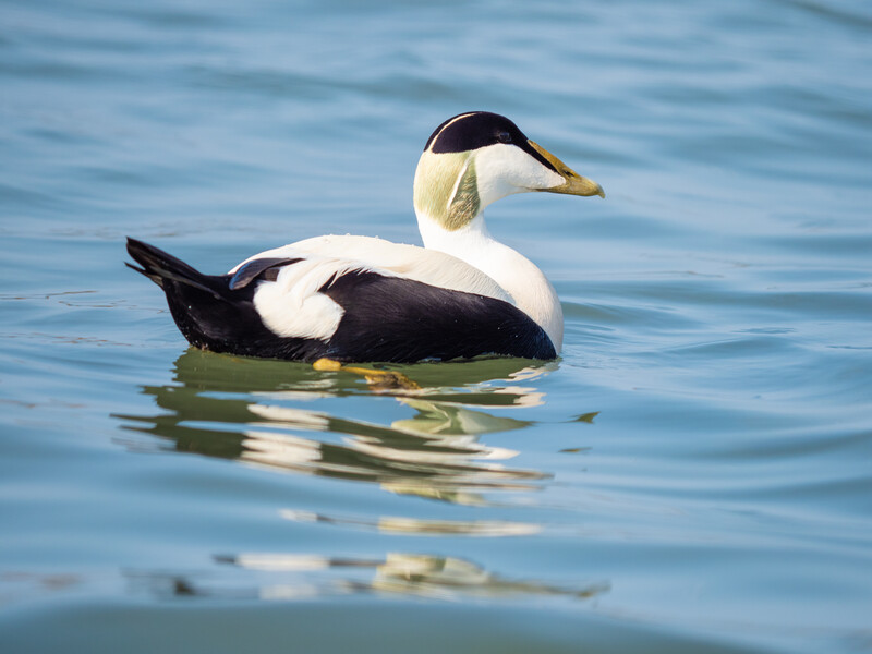 Eider duck with black and white plumage and yellow-green head floating on calm blue water.