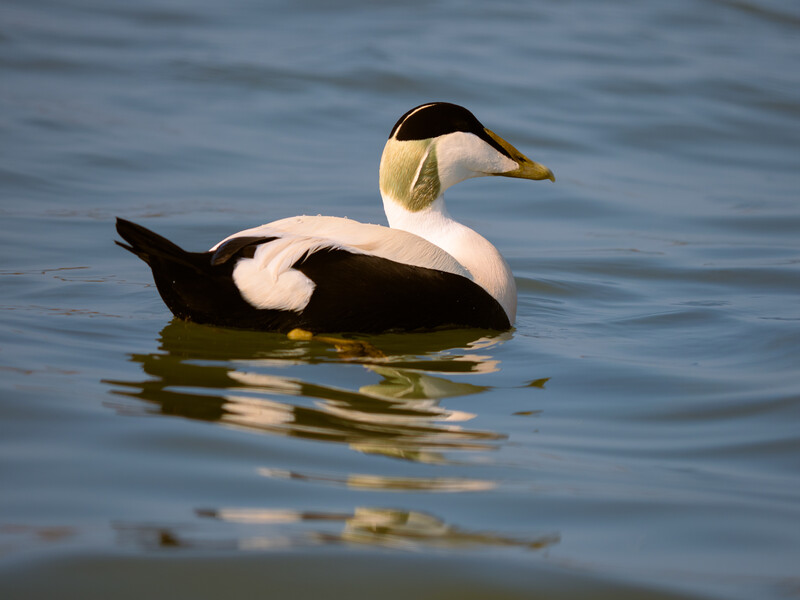 Male eider duck in profile floating on calm blue water with dark head and white breast.