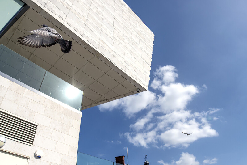 Bird in flight approaching a modern white building against a blue sky with clouds.