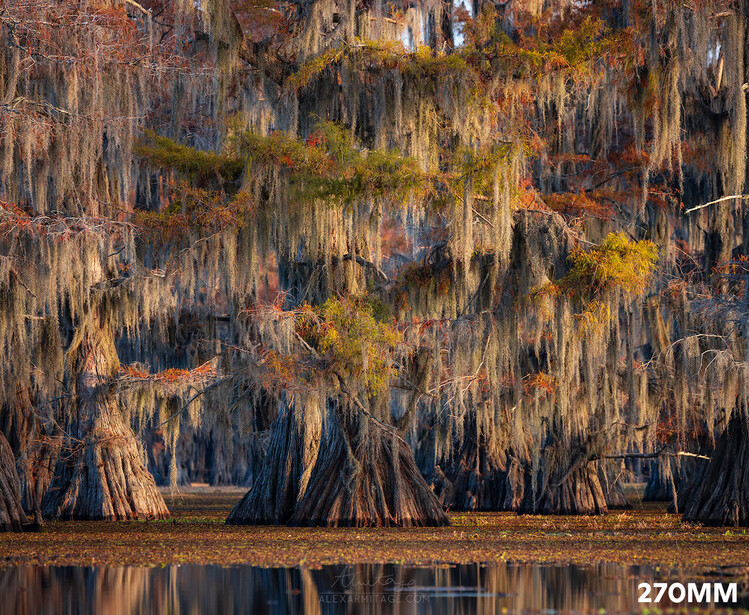Cypress trees with Spanish moss reflected in still water at golden hour.