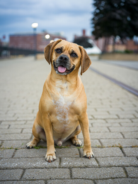 Yellow Labrador Retriever sitting on a brick-paved street, facing the camera with mouth open.