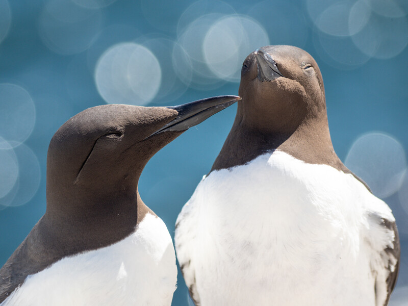 Two brown and white seabirds in close interaction against blue ocean water with bokeh background.