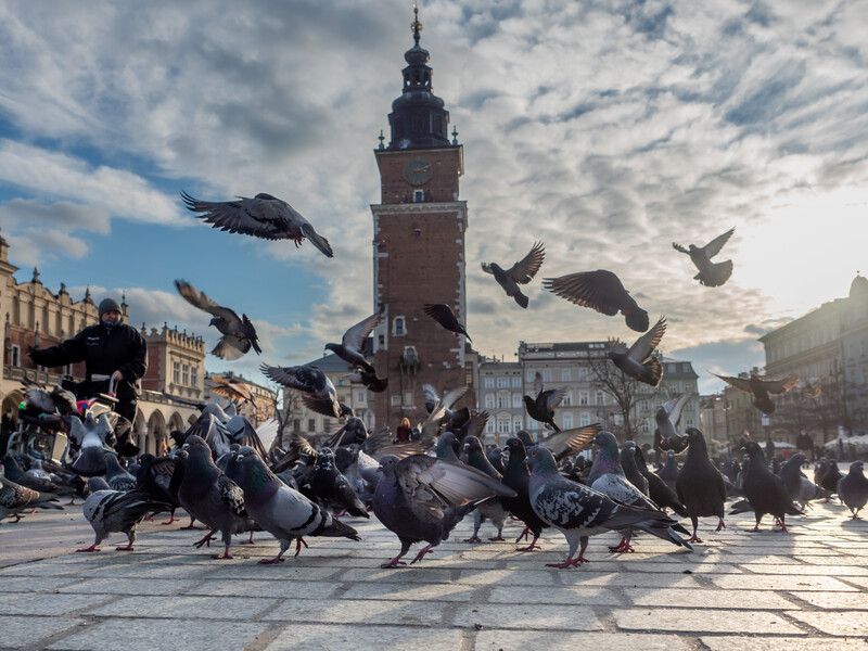 Pigeons in flight above a town square plaza with historic tower and classical architecture.