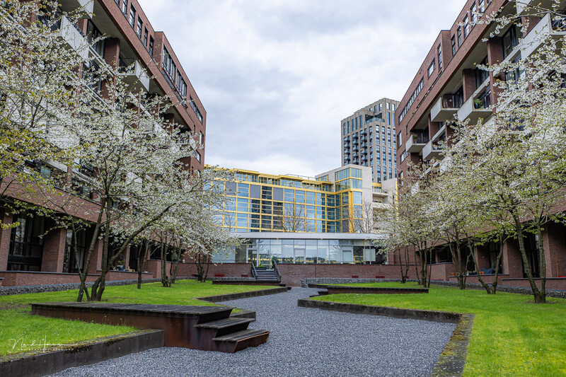 Modern courtyard surrounded by residential buildings with blooming trees and contemporary architecture.