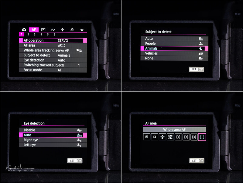 The AF menu offers a lot of customization. The options are as extensive as the more expensive EOS R6 mark II