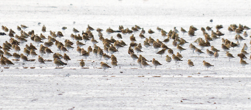 Large flock of shorebirds standing on a mudflat or shallow water, tightly grouped across the frame.