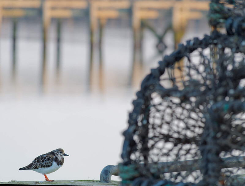 Small shorebird standing on a weathered green surface with fishing nets and pier pilings blurred in the background.