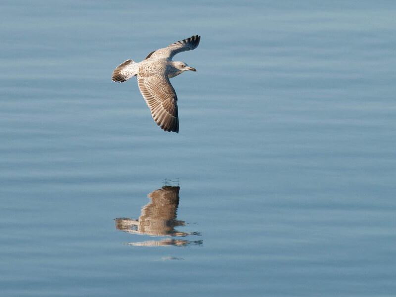 Two seabirds in flight over calm blue water, captured mid-wing movement against a clear sky.
