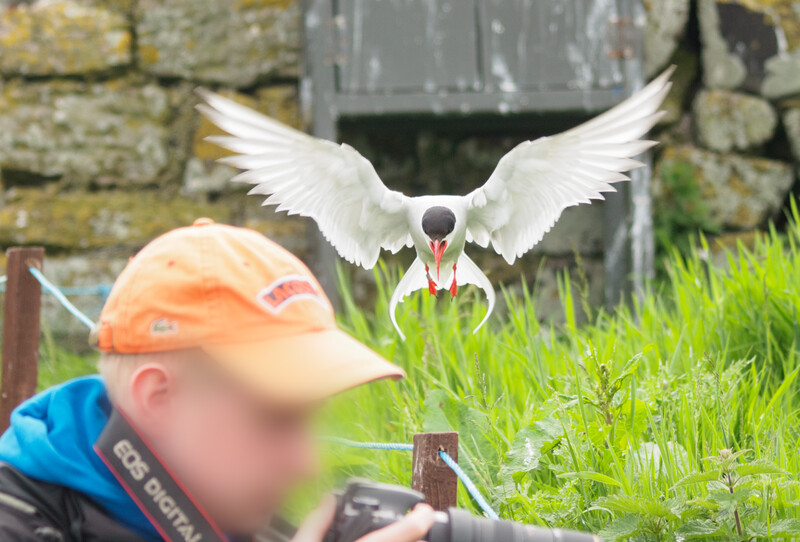White tern in flight with wings spread above a blurred person wearing orange and blue clothing.