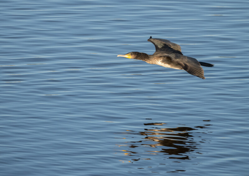 Two seabirds in flight over calm blue water with their reflections visible below.