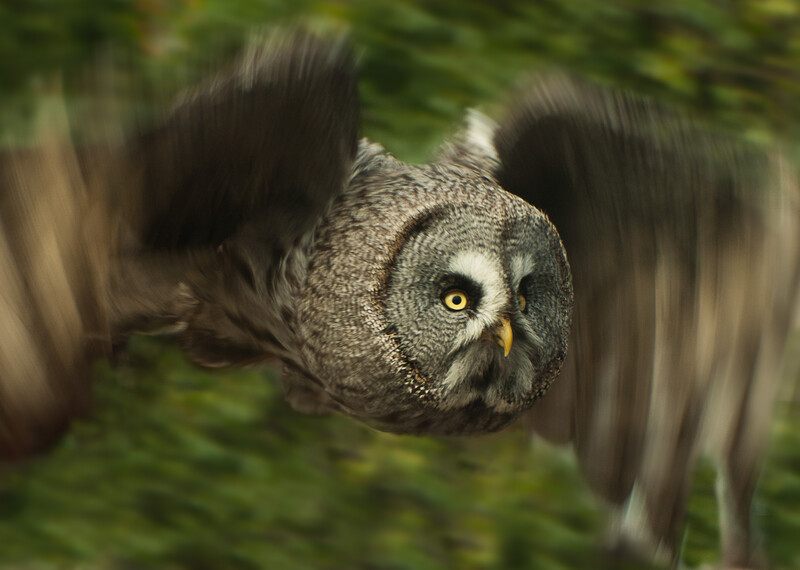 Great gray owl diving toward camera with wings spread, shot from below against blurred green forest background.