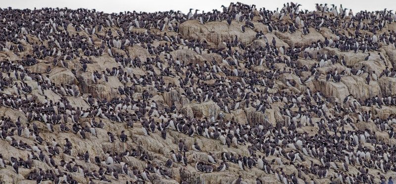 Massive flock of seabirds densely packed across rocky cliff faces and outcroppings.