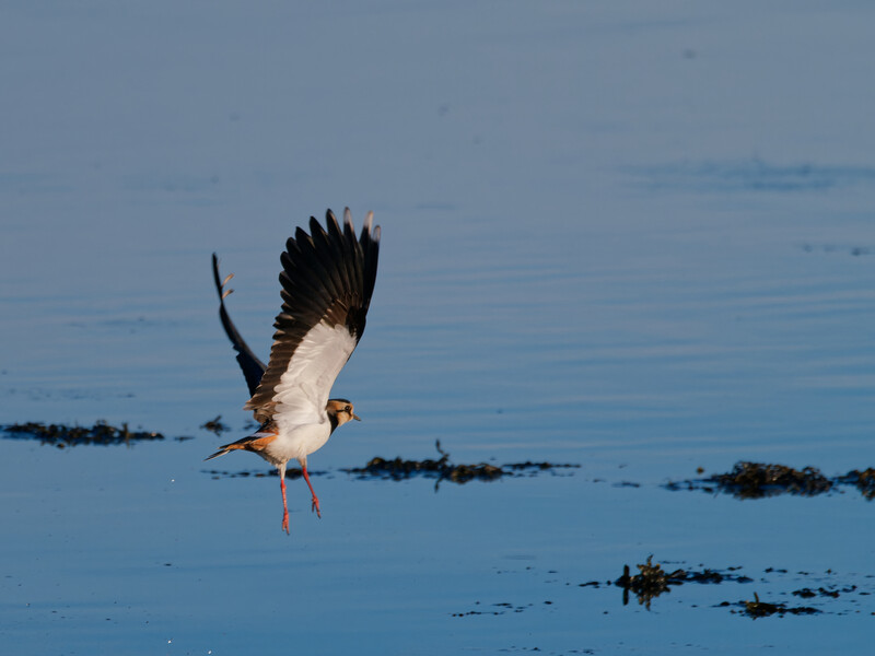 African fish eagle in flight over water with wings spread, capturing prey or taking off from the surface.