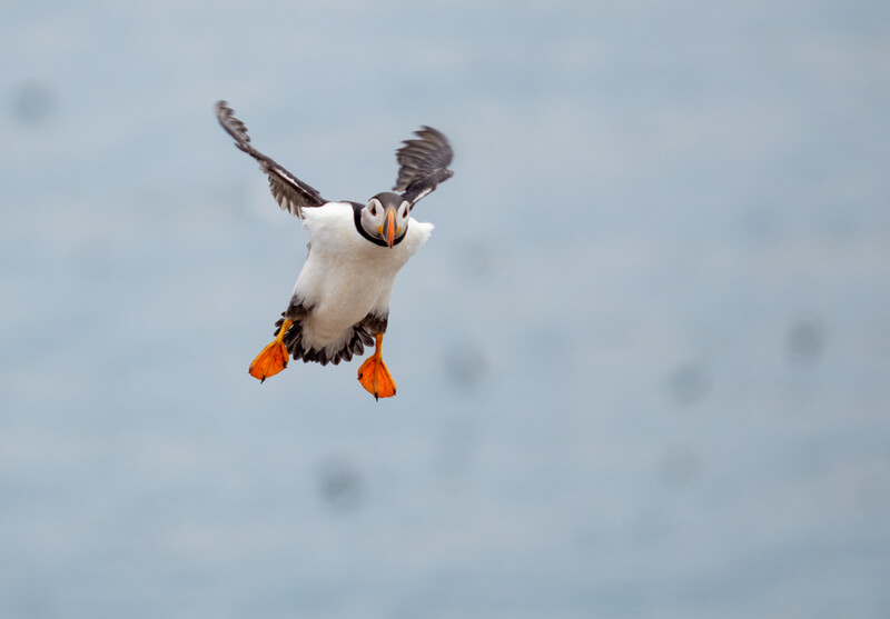 Puffin in flight against overcast sky with wings spread and orange feet visible.