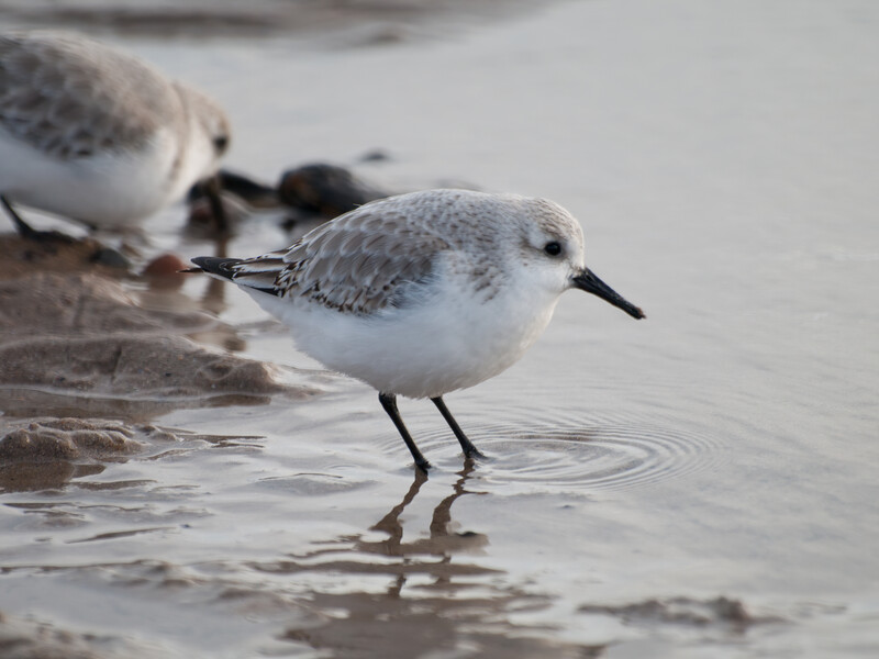 Sanderling shorebird wading in shallow water with ripples visible around its legs.