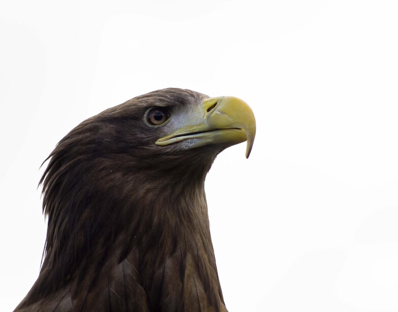 Bald eagle head in profile against a white background.